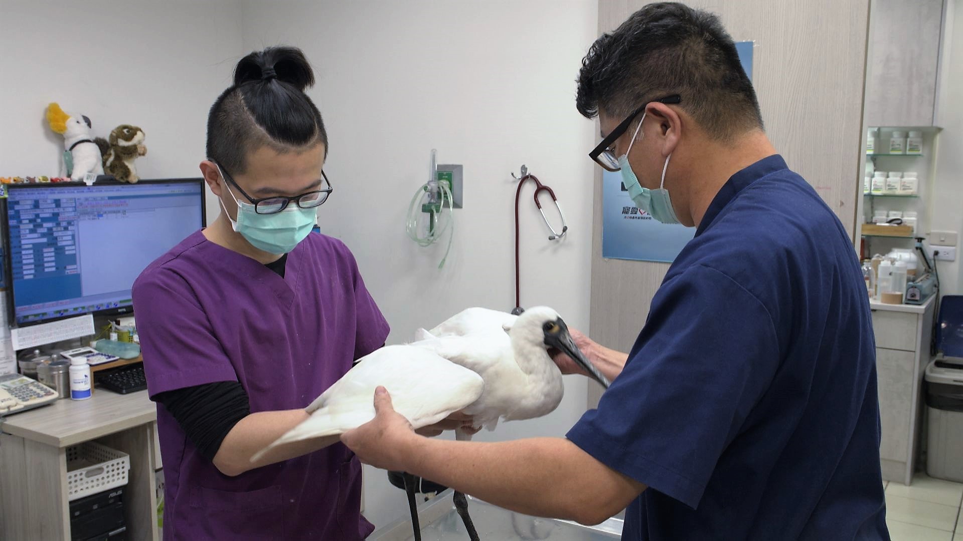 傷鳥的守護者｜幫助落難鳥兒重回天空懷抱