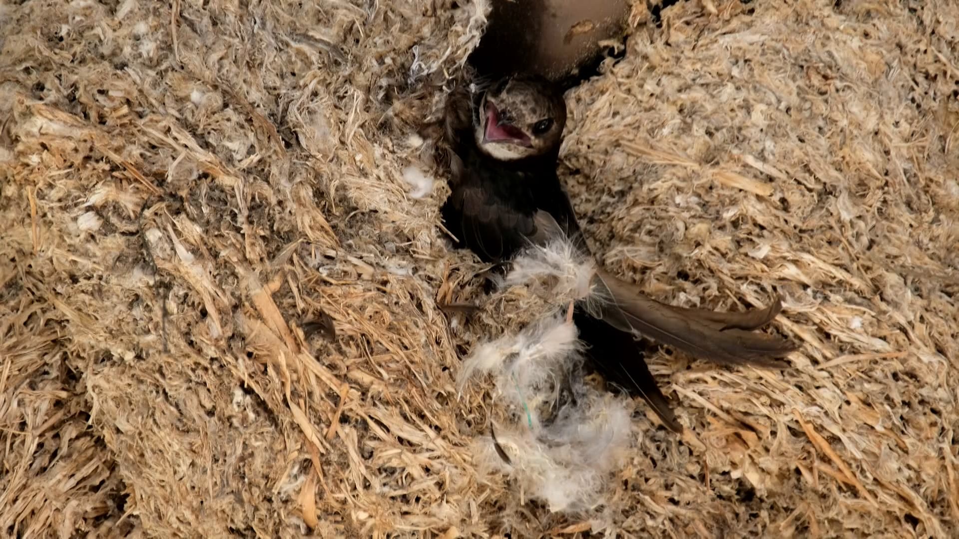 7/4 晚間10點播出：雨燕無家日｜能源貧窮在台灣｜建築節能大挑戰