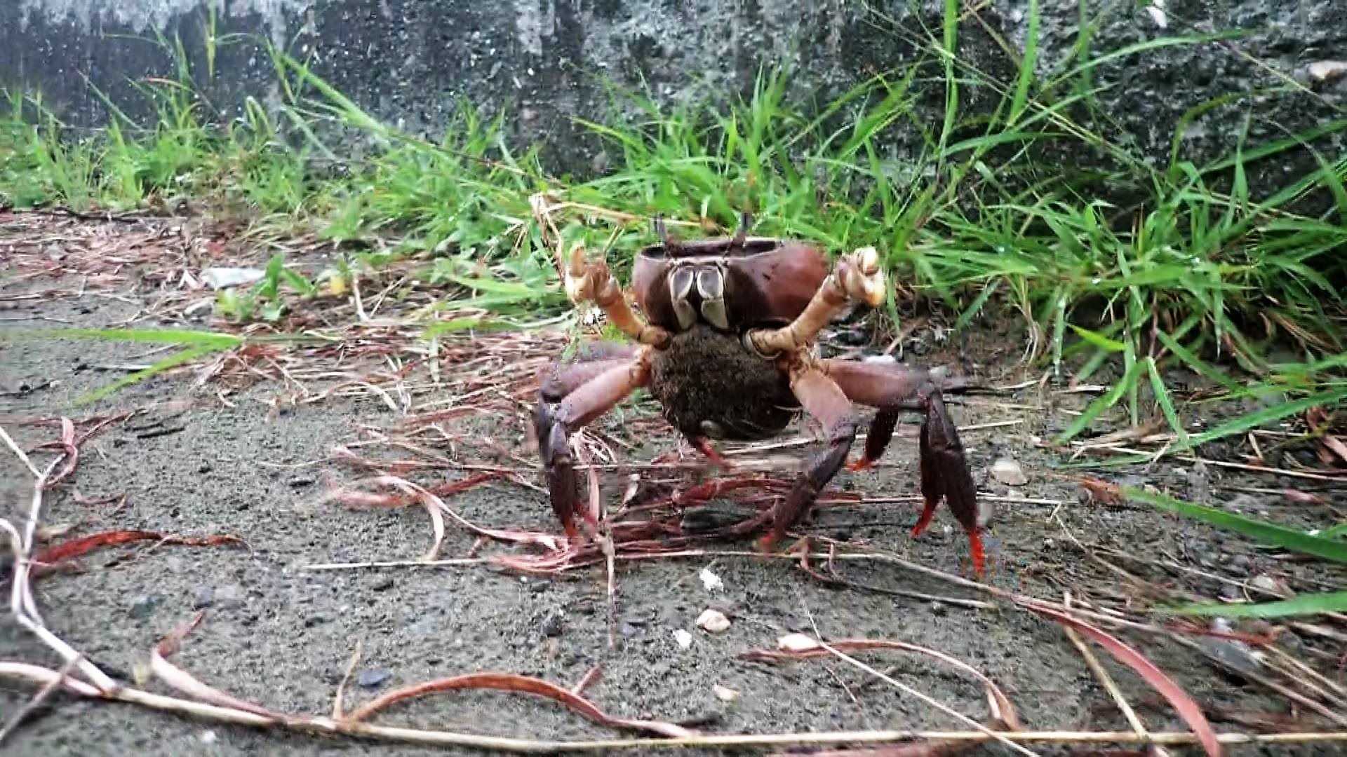 10/10今晚十點播出：台江護蟹行動｜最熟悉的陌生鳥─家燕｜愛海的男人-動手又動口的信助哥