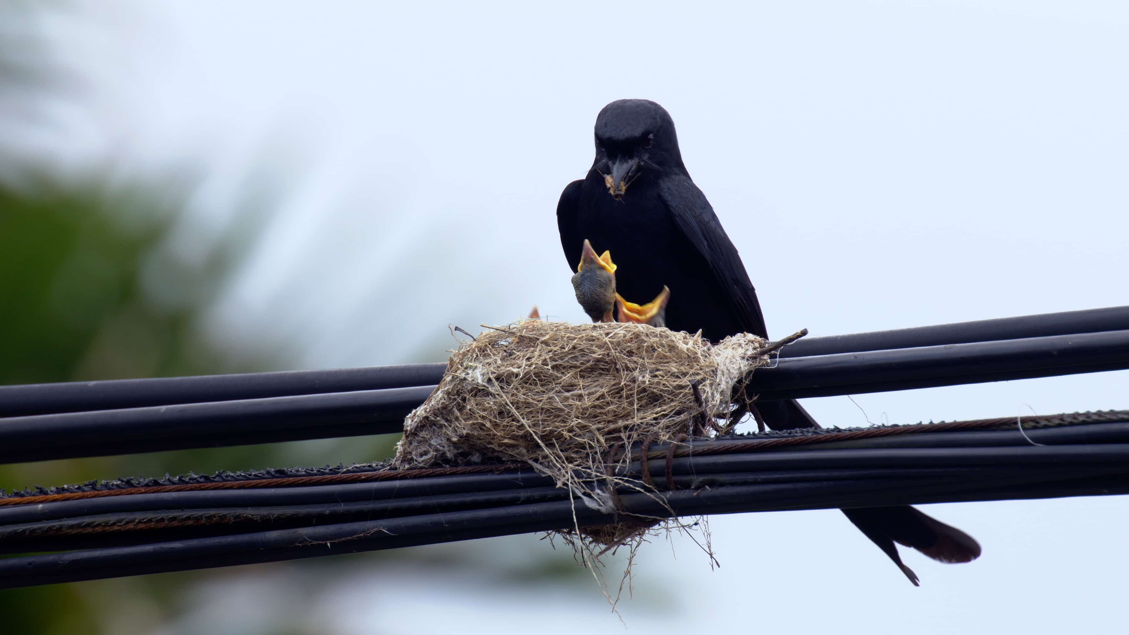 7/11今晚十點：都市鳥巢祕錄｜八哥「隻」多少