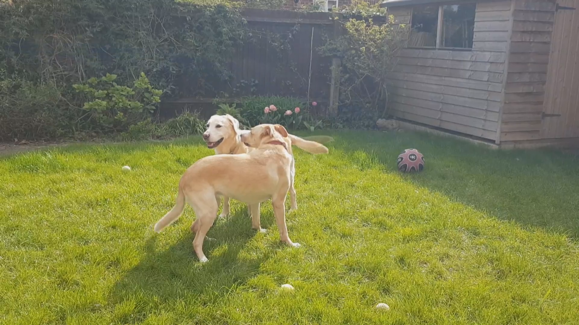 4/11晚間10點｜寵物系列報導：從鄰避到鄰愛、養狗的通關考驗、特寵怎麼寵？