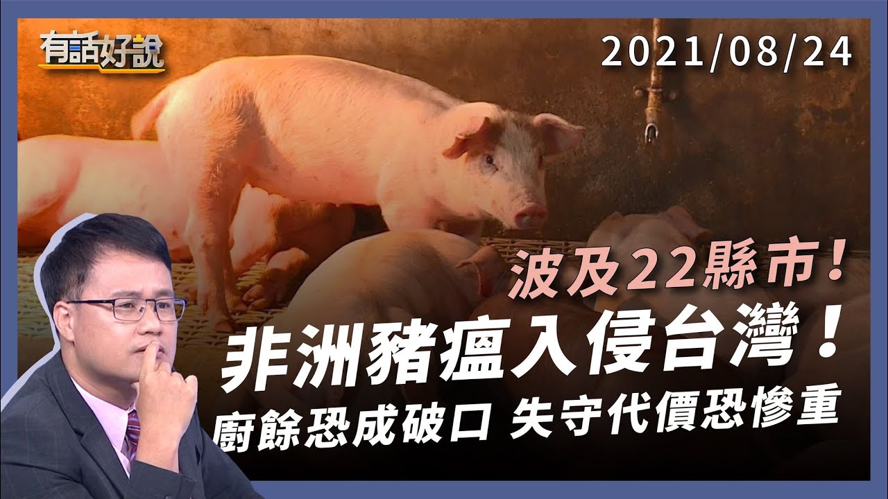 非洲豬瘟入侵台灣，失守代價慘重！廚餘會成防「瘟」破口？