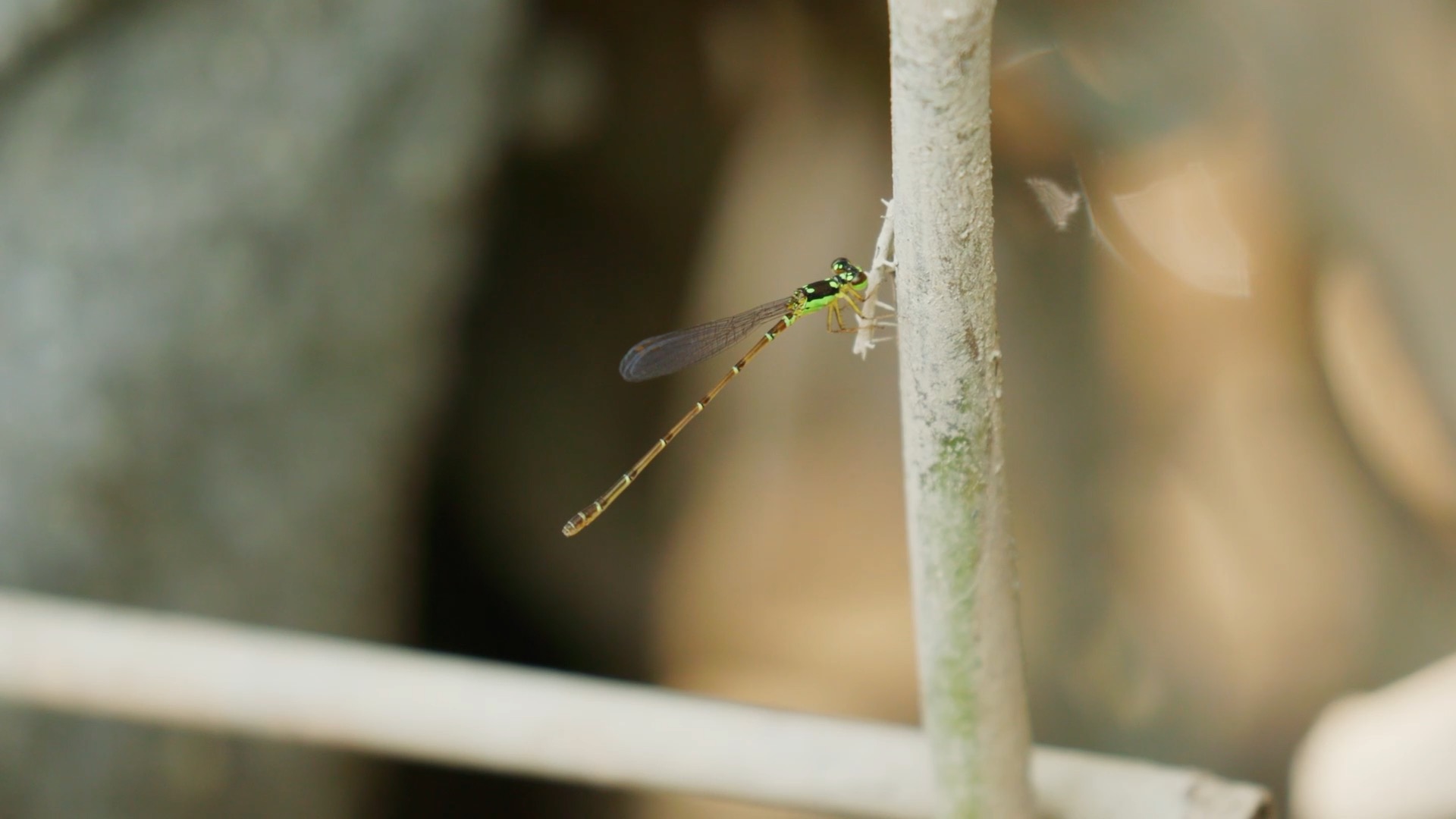 尋找四斑細蟌｜蜻蜓啟示錄｜搶救雙截蜻蜓棲地