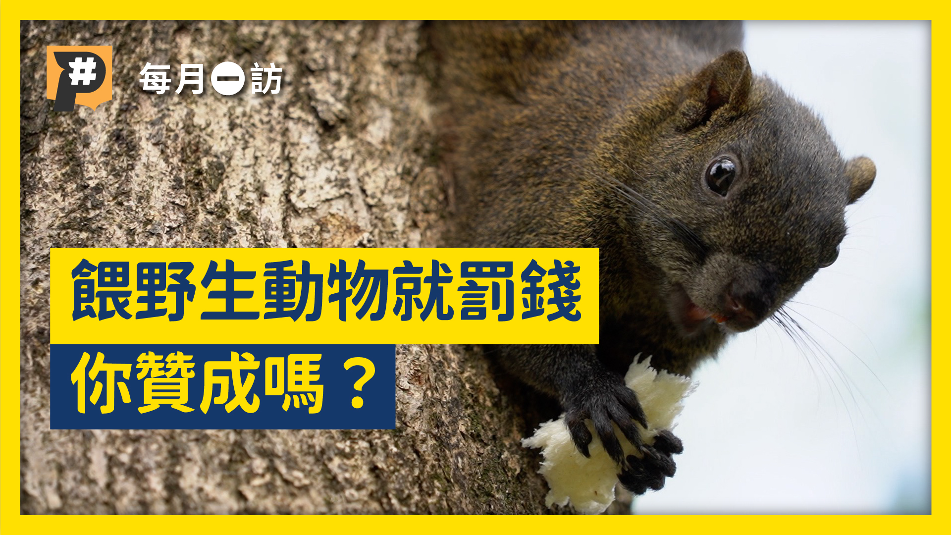 好可愛，想餵？北市餵野生動物最高罰六千 你贊成嗎？