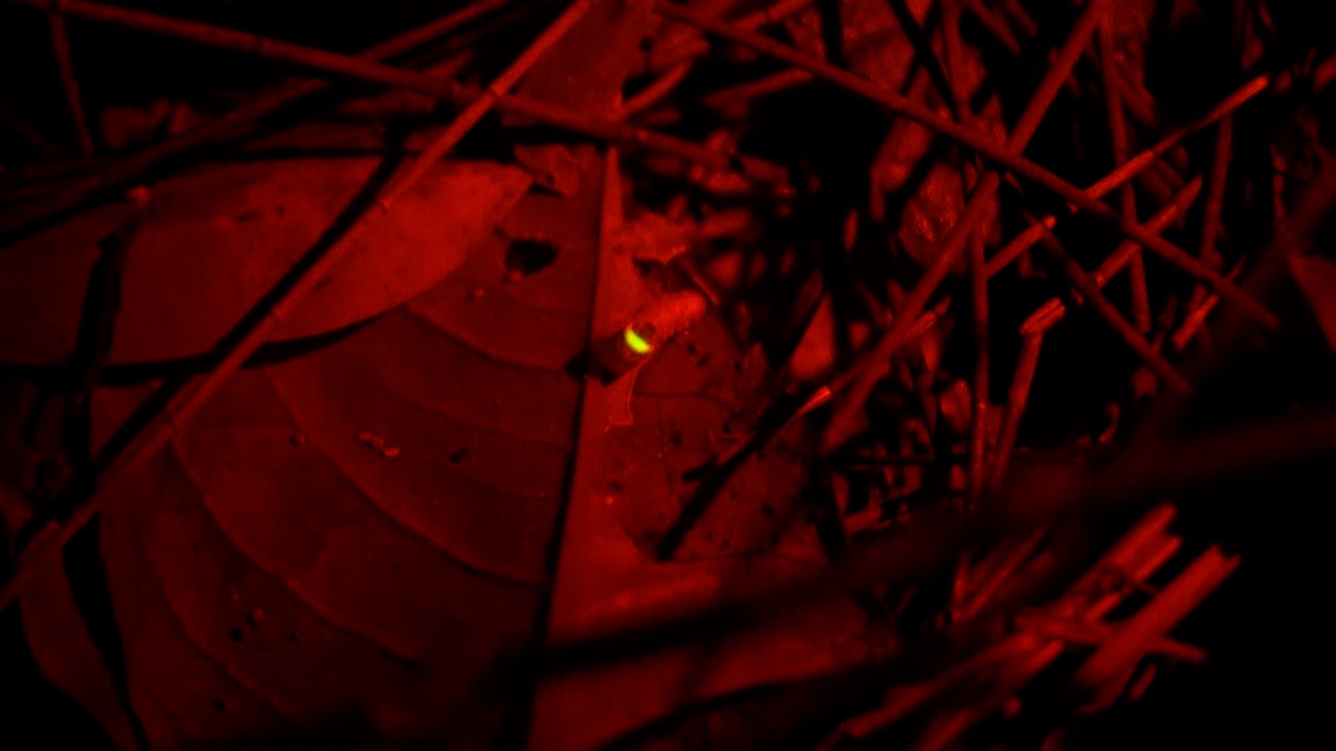 6/13週一晚間十點播出：守護戰地夜珍珠｜不讓馬祖雌光螢消失