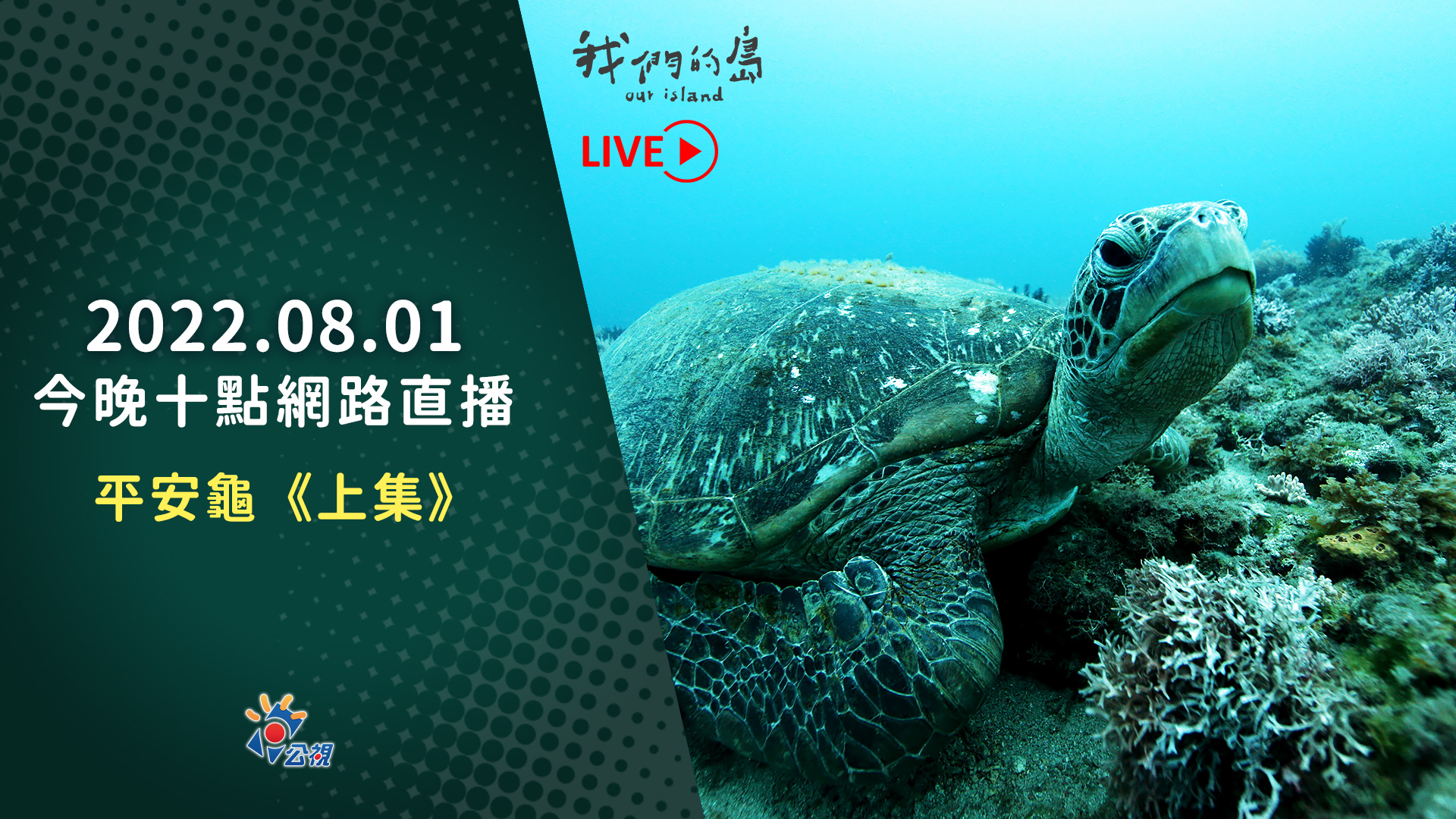 8/1晚間十點｜平安龜紀錄片《上集》