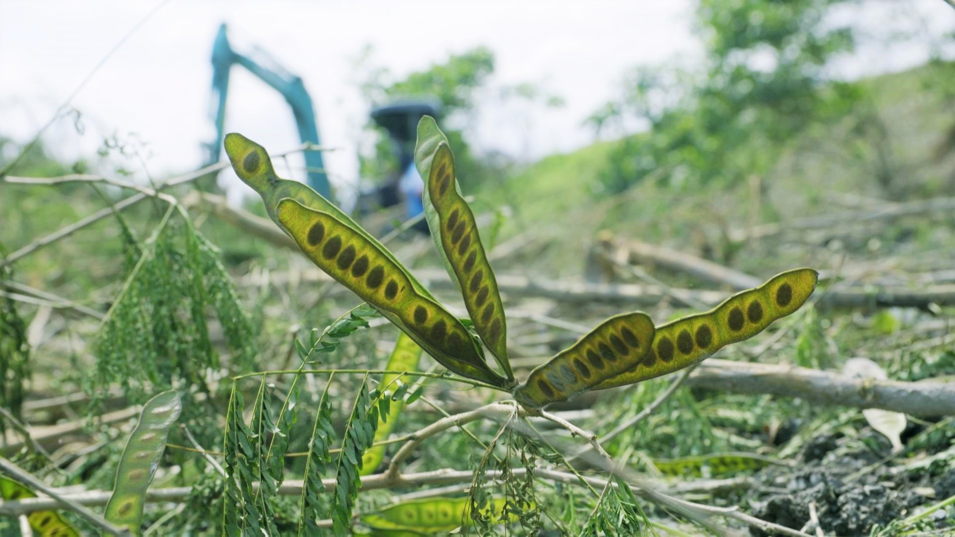 3/7迎戰銀合歡、植物方舟航向未來