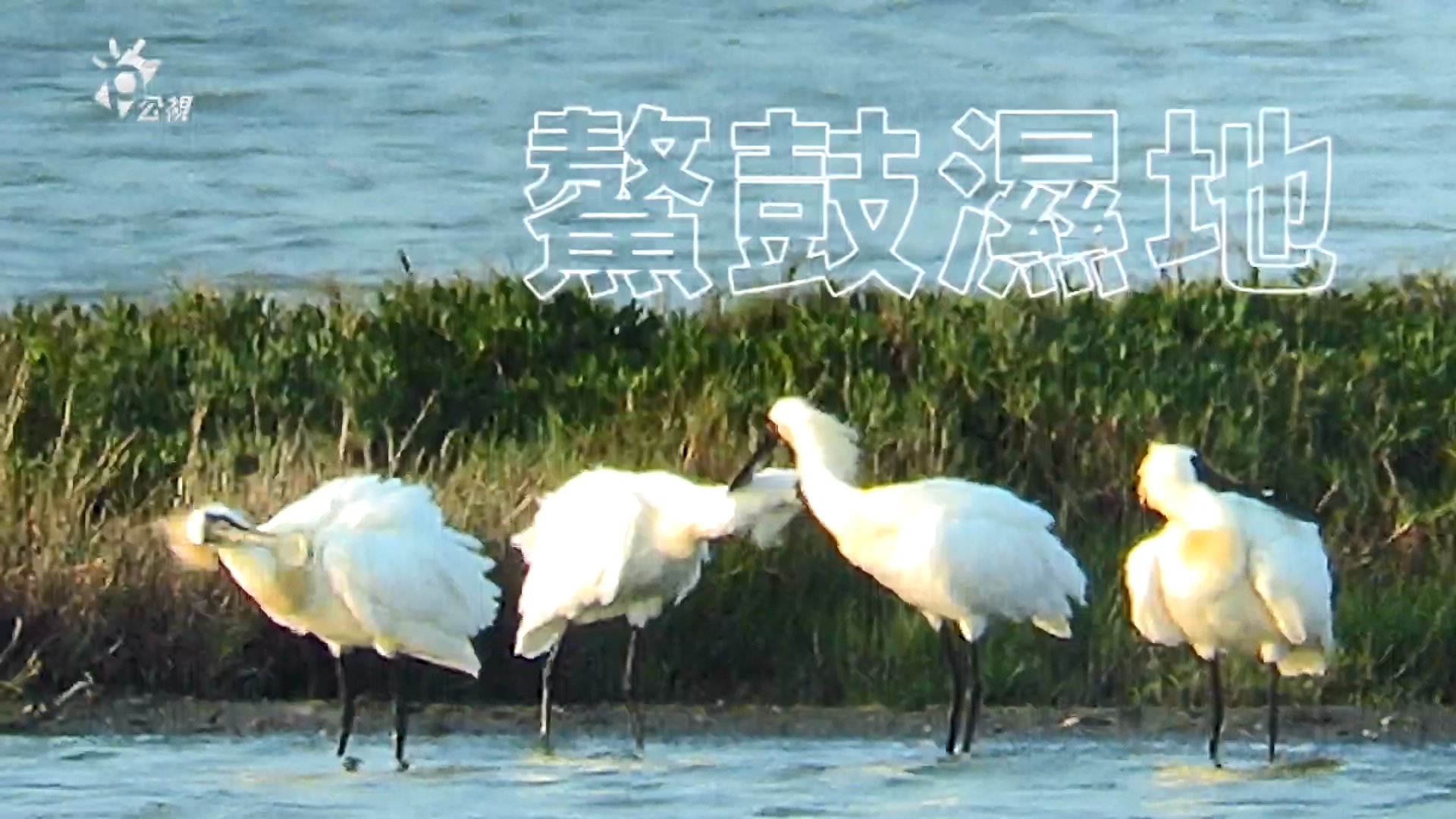 在地旅行 嘉義東石鄉生機與社區美學