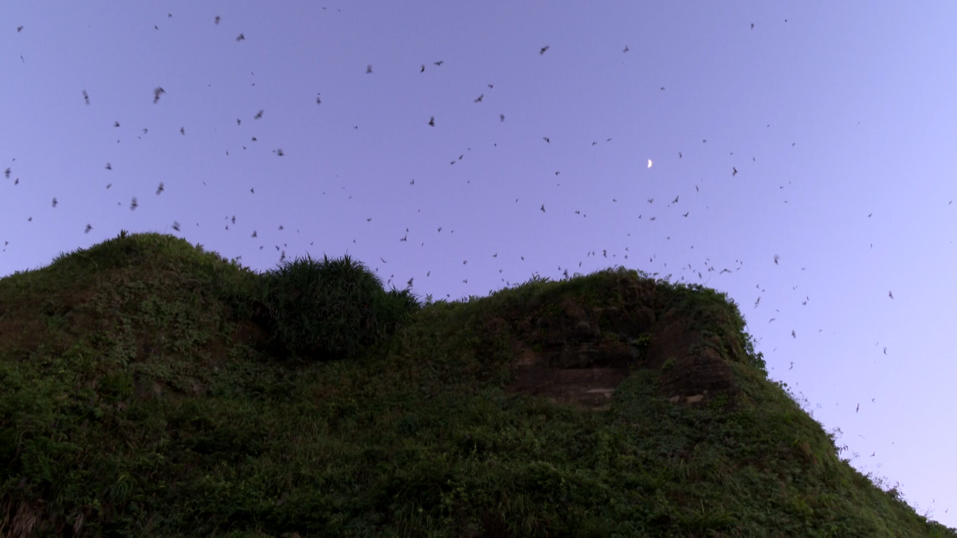 8/29今晚十點播出：蝠滿天｜台灣不能失去的環境幫手