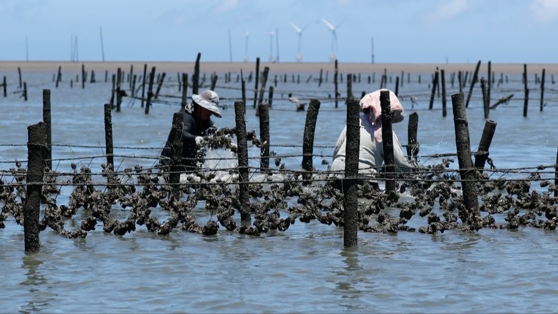 彰化蚵仔出代誌｜偽垃圾的奇幻漂流｜終結上溯障礙賽｜小小毛蟹要回家