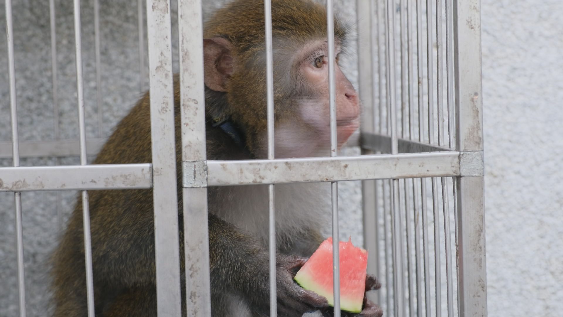 5/16(週一)晚間十點播出：台灣獼猴可以養嗎？｜新竹要喝乾淨水