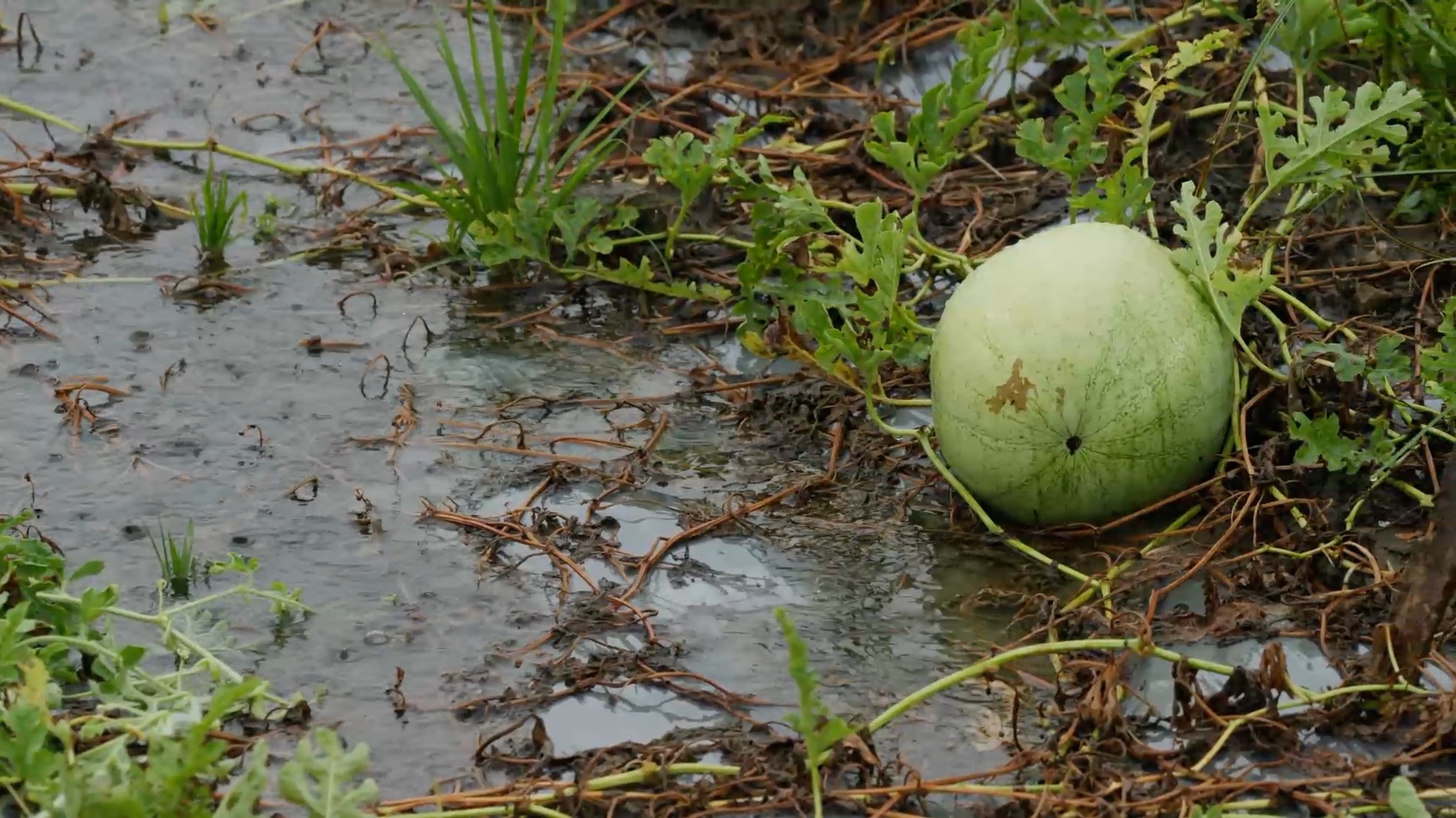 6/20週一晚間10點播出：苦雨 枯田｜大地博物館九金水｜東大溪回春記