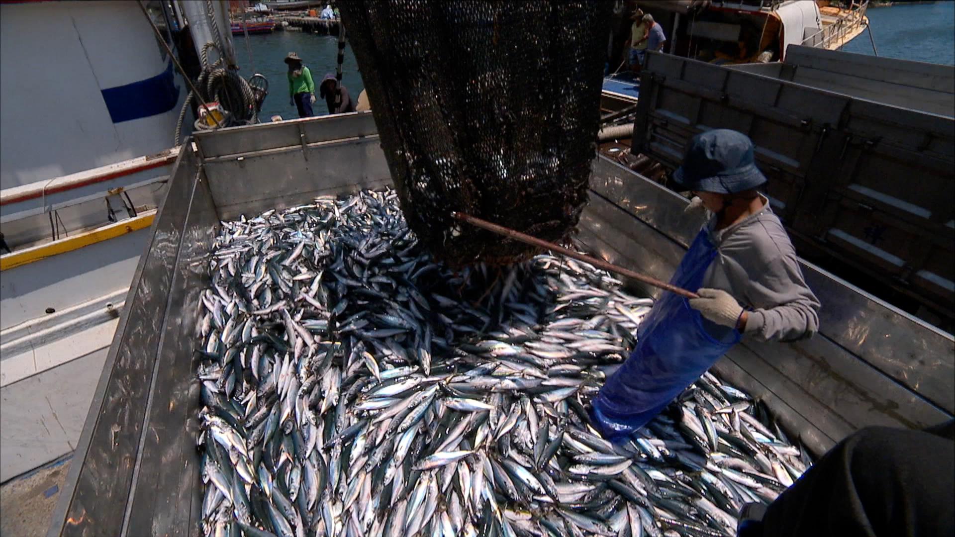 永續鯖鰺大挑戰｜餐桌上的鯖魚、竹筴魚越來越小隻？