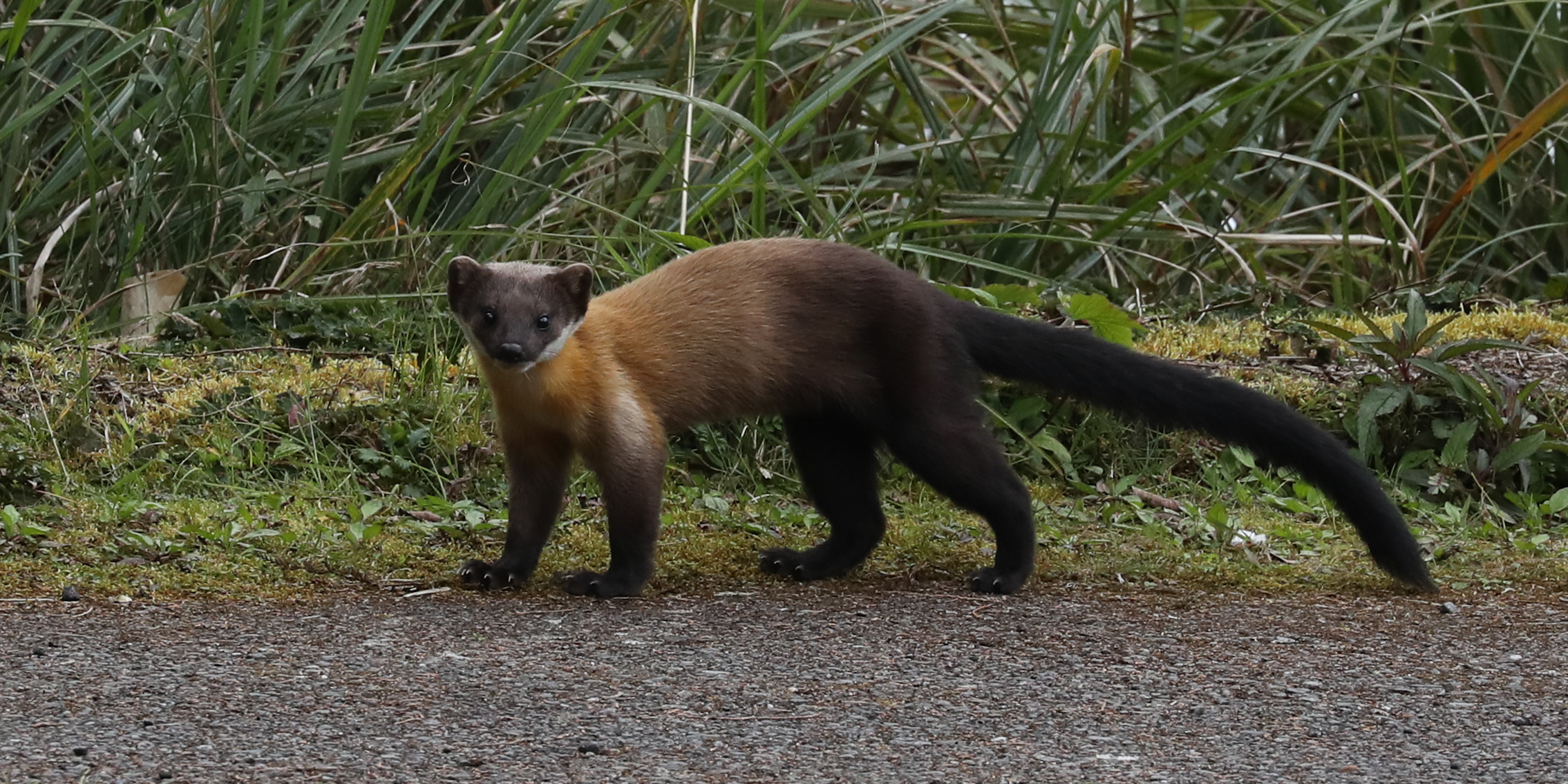 2/28山中精靈黃喉貂
